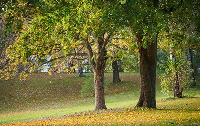 Bild von Bäumen auf Liegewieden der Berliner Sommerbäder